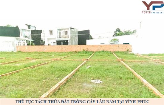 Thủ tục tách thửa đất trồng cây lâu năm tại Vĩnh Phúc